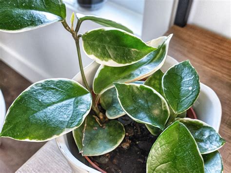 Complete Care Guide for Hoya Plants - Beginner Houseplant