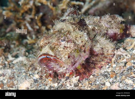 Flasher Scorpionfish Scorpaenopsis Macrochir Lembeh Strait North