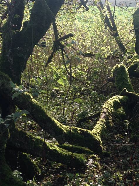 Free Images Tree Nature Wilderness Branch Sunlight Leaf Flower