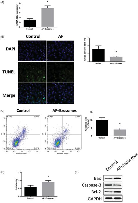 Mir 320d Increased In Cardiomyocytes Co Cultured With Modified Download Scientific Diagram