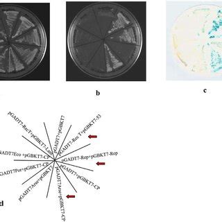 Yeast Two Hybrid Analysis Interaction Of Clcuv Coat Protein With Groel