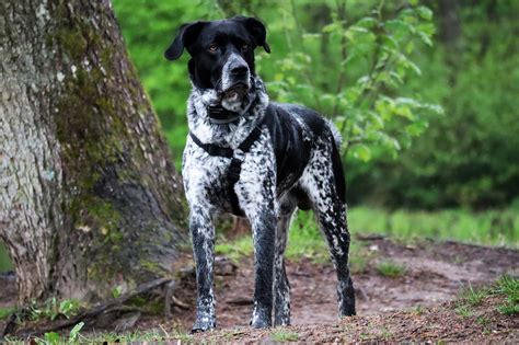 13 Things To Know Before Bringing Home A New German Shorthaired Pointer