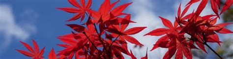 De Mooiste Bloeiende Bomen Voor Een Kleurrijke Tuin