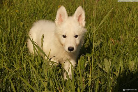 Корм для собак Pedigree Первый прикорм - «Отличный старт для малышей ...