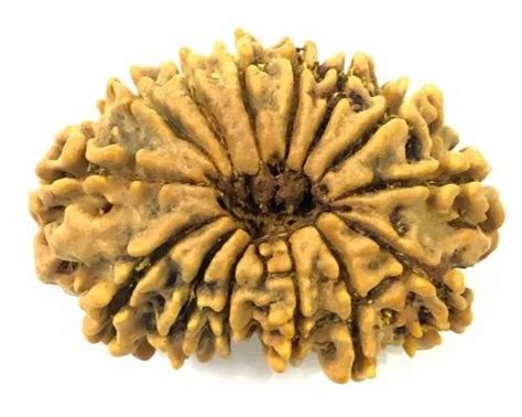 Nepal Oval 14 Mukhi Rudraksha 4180 Grams Size Large At Rs 22000 In