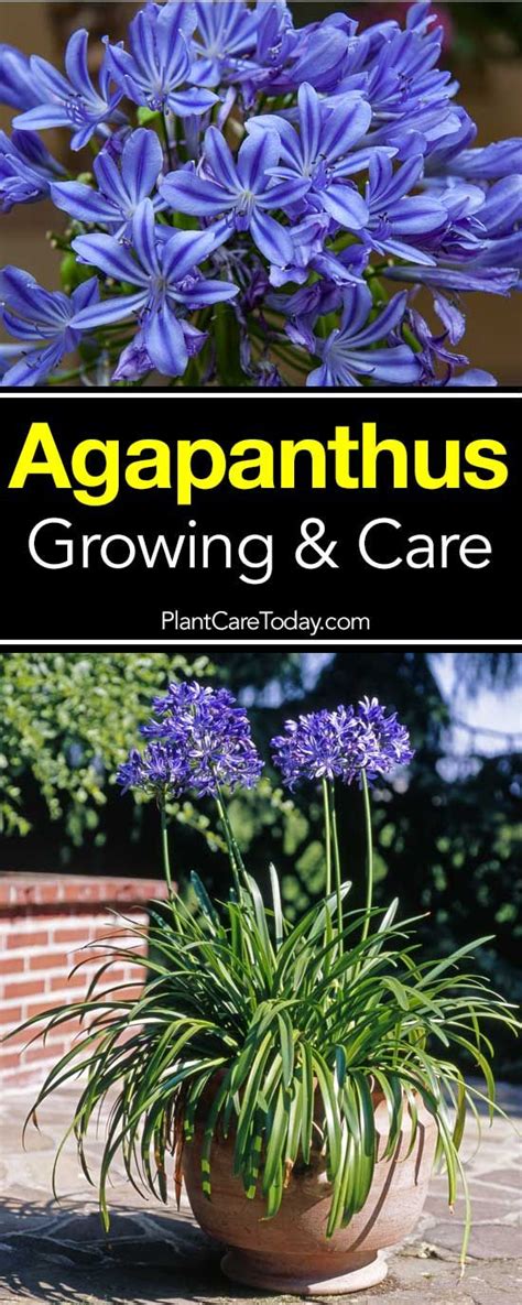 Agapanthus Plant How To Care For The Blue African Lily Of The Nile