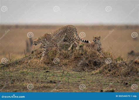 Cheetah Leaves Another Lying On Termite Mound Stock Image Image Of