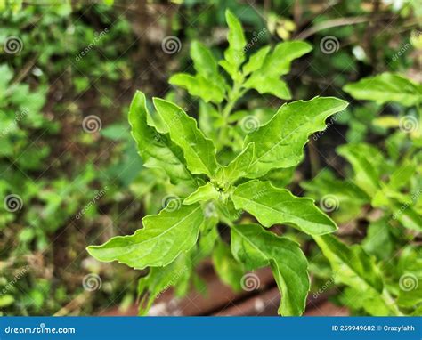 Thai Basil Leaves in the Garden Stock Photo - Image of wildflower ...