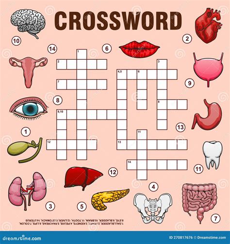 Human Organs Crossword Grid Quiz Game Stock Illustration