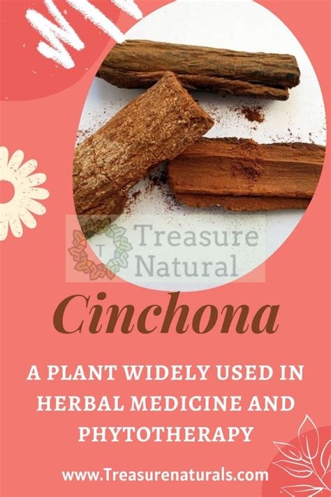 Cinchona A Plant Widely Used In Herbal Medicine And Phytotherapy