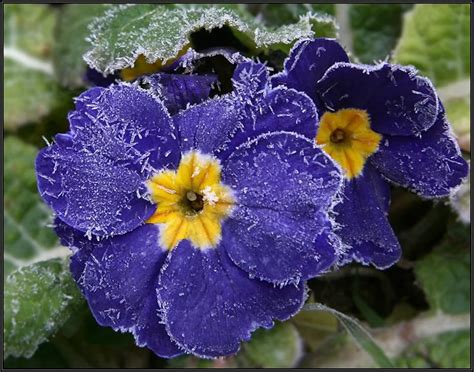 Поздние цветы (Ирина Коренная-Курская) / Стихи.ру