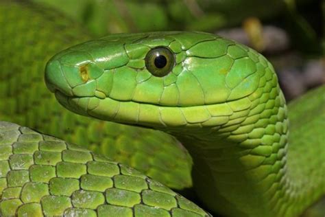 Eastern green mamba snake Venom (Dendroaspis angusticeps)/Pure ...