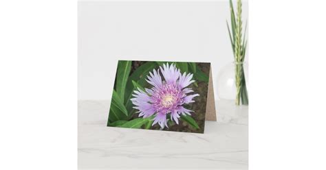 Blue Danube Stokes Aster Flower Card | Zazzle