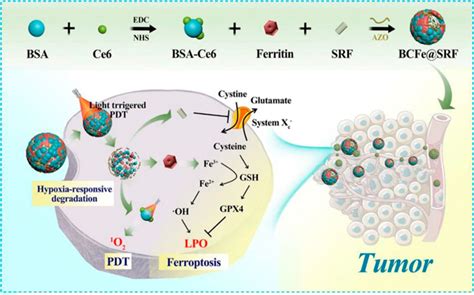 Frontiers Biomimetic Nanomaterials Triggered Ferroptosis For Cancer Theranostics