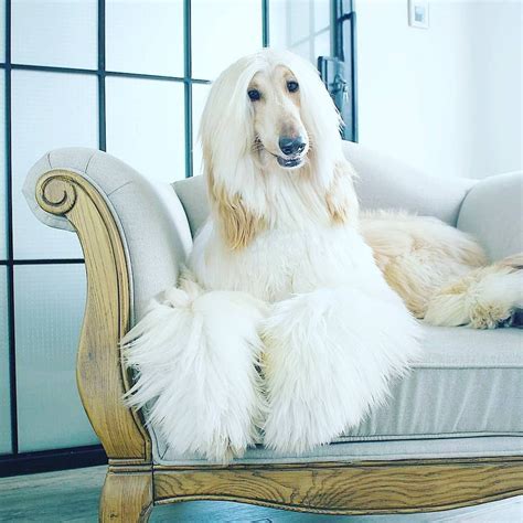 Afghan Hound Temperament - Pets Lovers