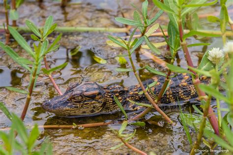 Alligators Crocodiles Dennis Skogsbergh Photographydennis Skogsbergh