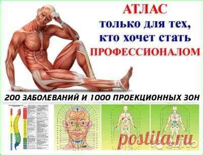 Атлас точек для Гирудотерапии, Хиджаме и Массажу купить в Москве | Дл ...