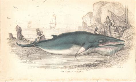 Whale Art Decor 1837 Vintage Whale Print THE LESSER