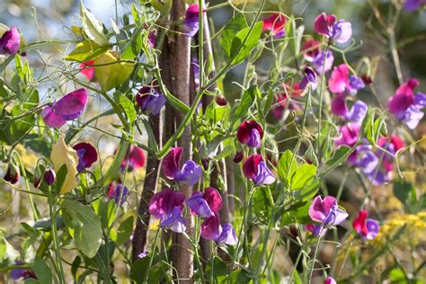 Grow Sweet Peas In Pots From Plugs Bbc Gardeners World Magazine