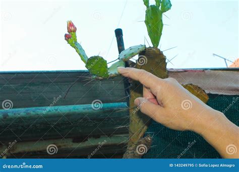 Hand In A Cactus Spiked Closeup Stock Image Image Of Background