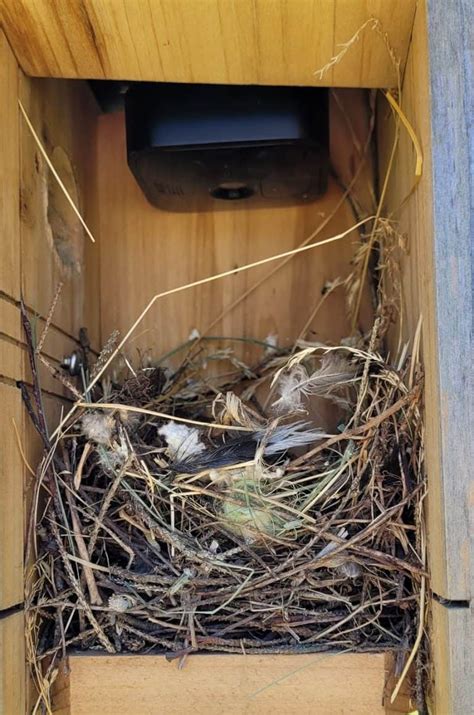 Eastern Bluebird Nesting Habits: The Complete Guide