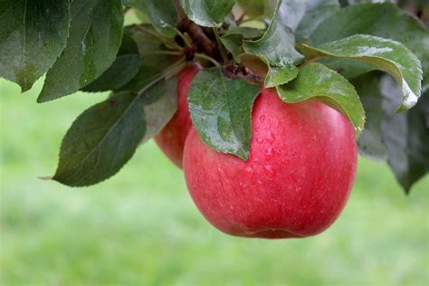 Apple Windfall New England Apples