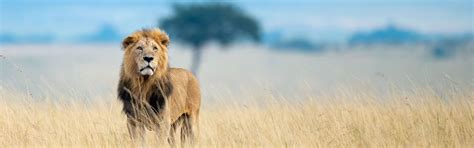 Days Tanzania Mid Range Lake Manyara Serengeti National Park