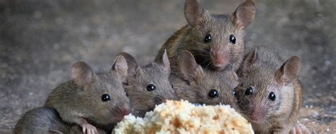 Professional Rodent Control And Removal & Extermination Services