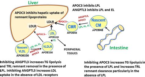 Broadening The Scope Of Dyslipidemia Therapy By Targeting APOC3