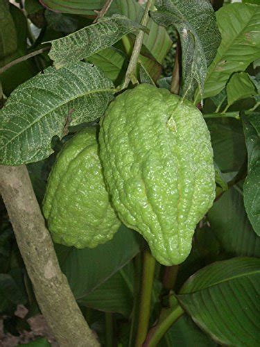 Royal Land Rare Etrog Citron Cirus Medica Live Plant Ganapathy Lemon