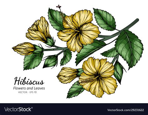 How To Draw Hibiscus Leaf