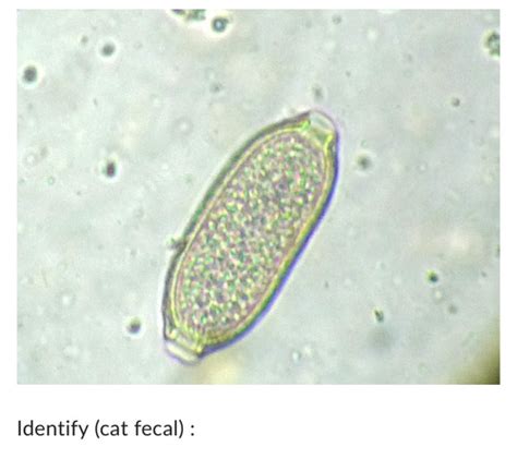 Endo And Ecto Parasites Flashcards Quizlet