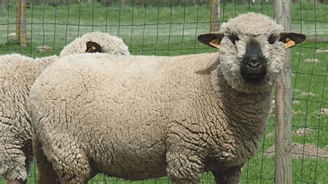 The Best Tasting Sheep Breeds Meat Sheep Varieties