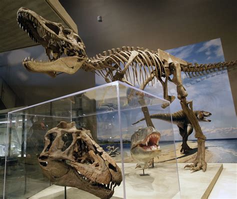 New Dinosaur That Predates T Rex Found In Utah The Spokesman Review