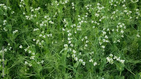 Peas Detail Blossom Flower White Bio Organic Farm Farming Cover Crop