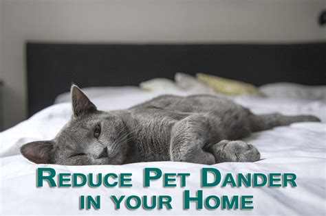 Reduce Pet Dander In Your Home With Regular Deep Cleaning