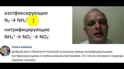 Отличие между нитрифицирующими, азотфиксирующими и клубеньковыми ...