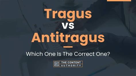 Tragus vs Antitragus: Which One Is The Correct One?