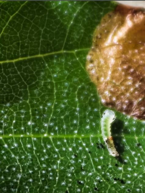 Leaf Miners What Are They And How Do You Control Them Houseplant Central