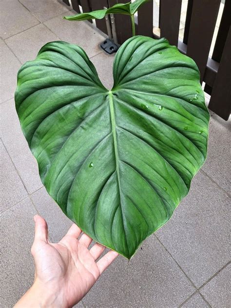 Philodendron Sp Colombia Furniture Home Living Gardening Plants