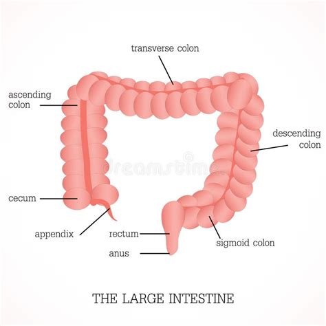 Anatomy Of Anal Canal Stock Vector Illustration Of External 81726246