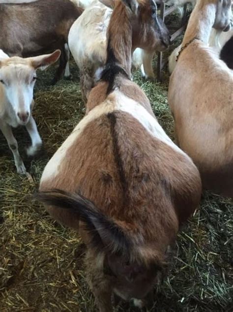 Preventing Metabolic Diseases In Pregnant Goats Osu Sheep Team