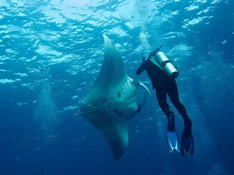 Best Places To Dive With The Manta Rays Touristsecrets