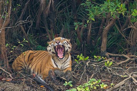 Decoding The Mysterious Mangrove Tigers Of The Sundarbans Worldatlas