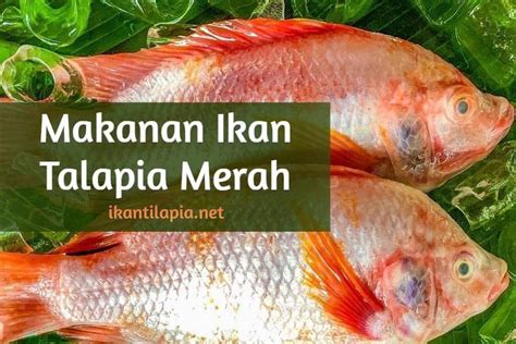 Makanan Ikan Talapia Merah Ikantilapia Net