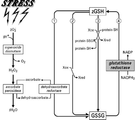 Significance Of Glutathione And Glutathione Reductase In The Enzymatic Download Scientific