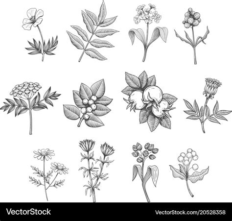 Line art plants Royalty Free Vector Image - VectorStock