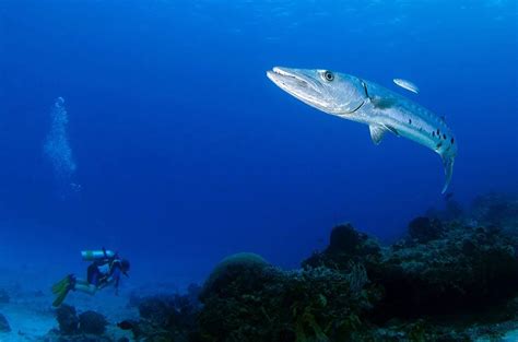 Barracuda: Characteristics, Diet, Facts & More [Fact Sheet]