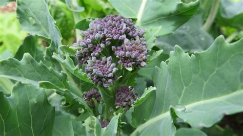 Purple-Sprouting-Broccoli_growing