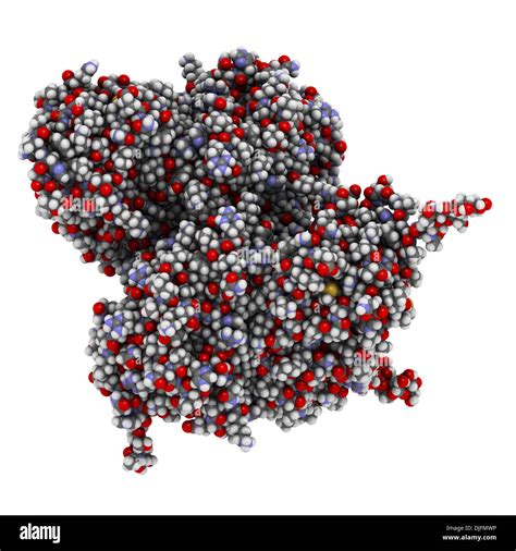 Glucocerebrosidase (beta-glucosidase) enzyme molecule. Deficient in ...